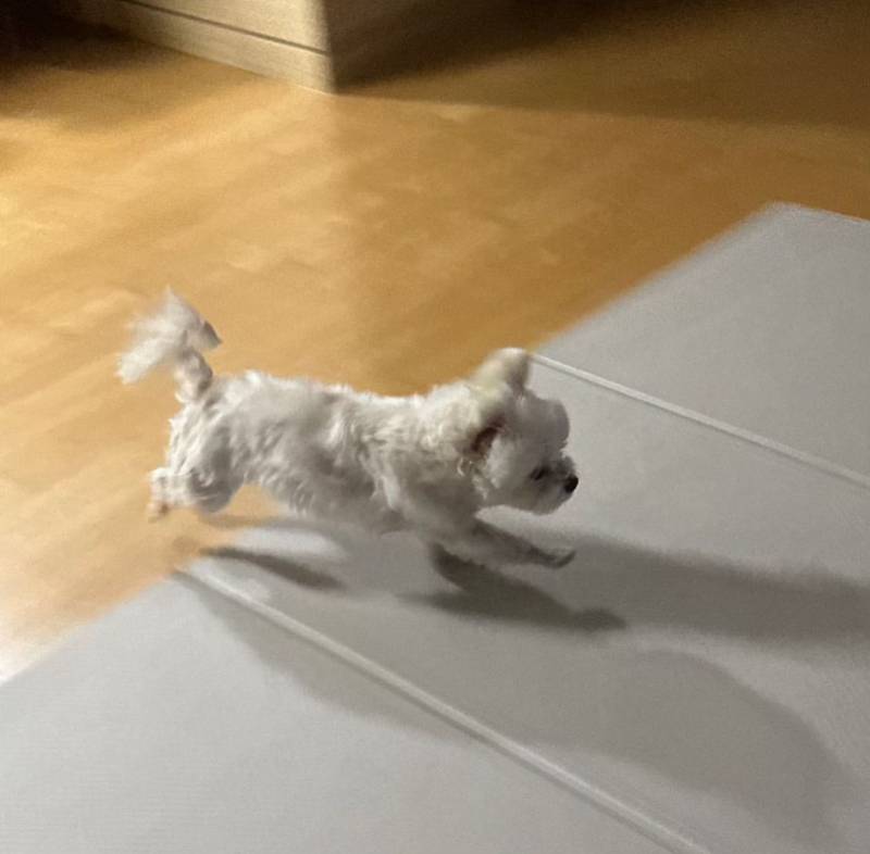 이거 무서워 하는 강아지 많다구 함 | 인스티즈
