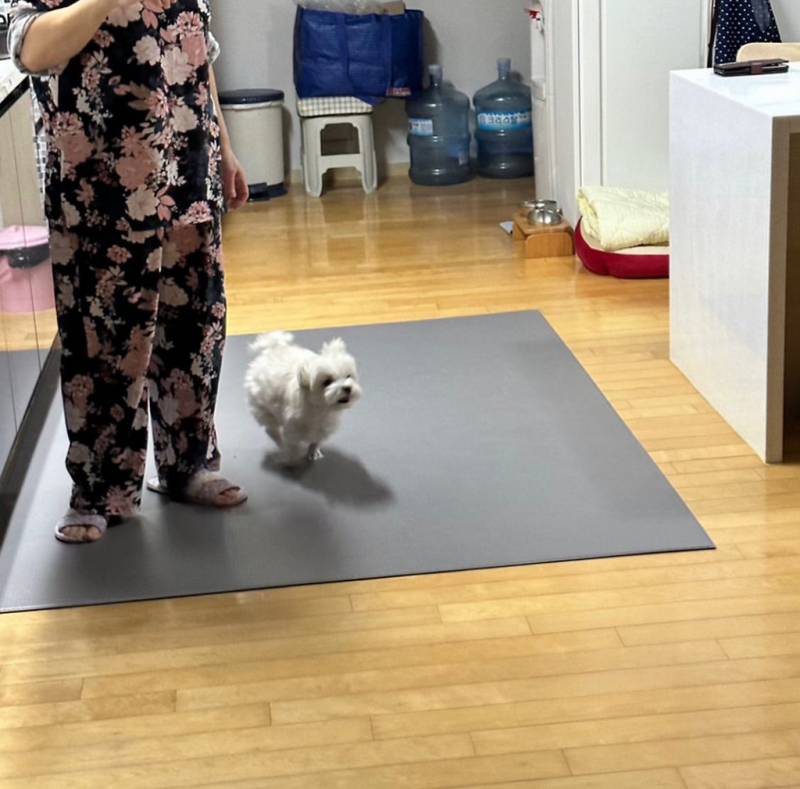 이거 무서워 하는 강아지 많다구 함 | 인스티즈