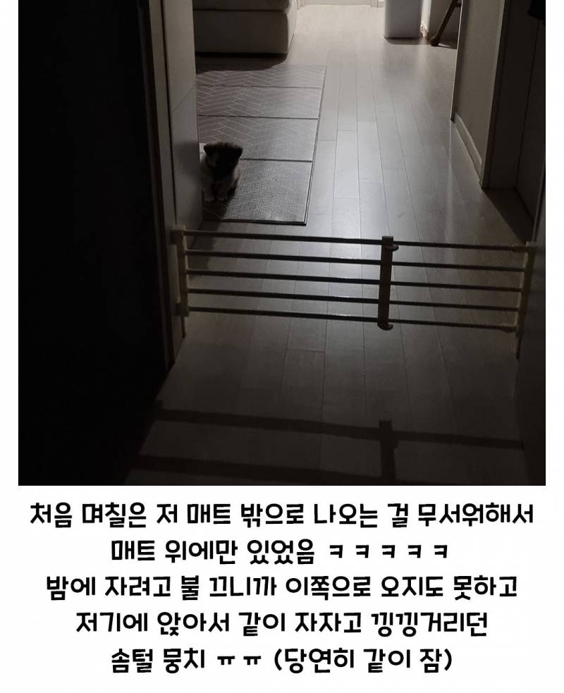 우리 강아지 자랑 한번 하겠습니다 | 인스티즈