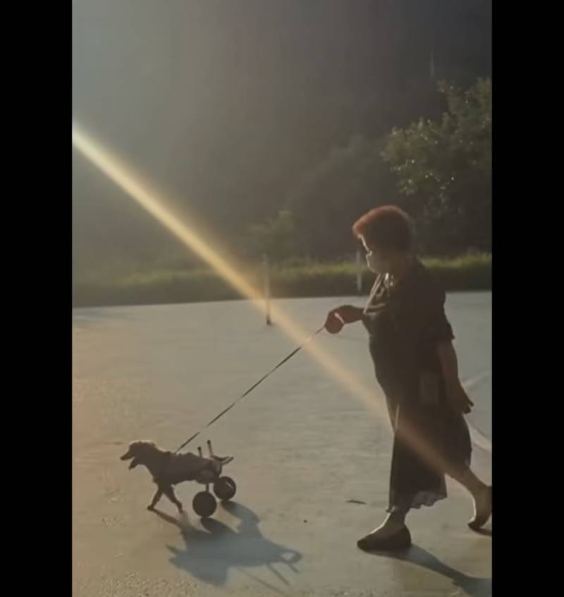 반려동물 자랑대회 당선작 | 인스티즈