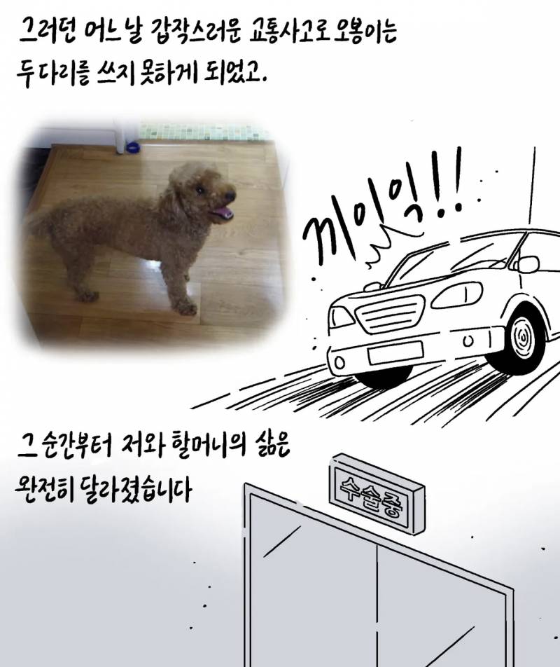 반려동물 자랑대회 당선작 | 인스티즈