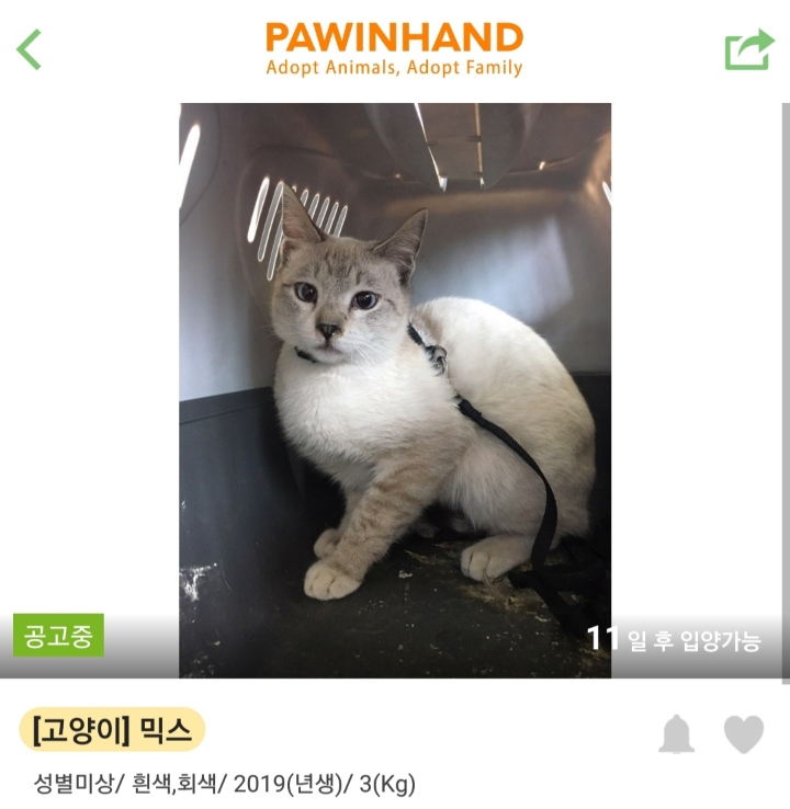[잡담] 한때 고양이 산책이 sns에서 유행했던 결과 | 인스티즈