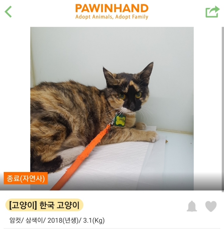[잡담] 한때 고양이 산책이 sns에서 유행했던 결과 | 인스티즈