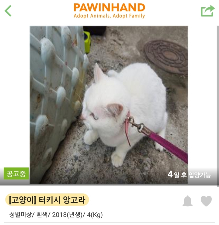 [잡담] 한때 고양이 산책이 sns에서 유행했던 결과 | 인스티즈