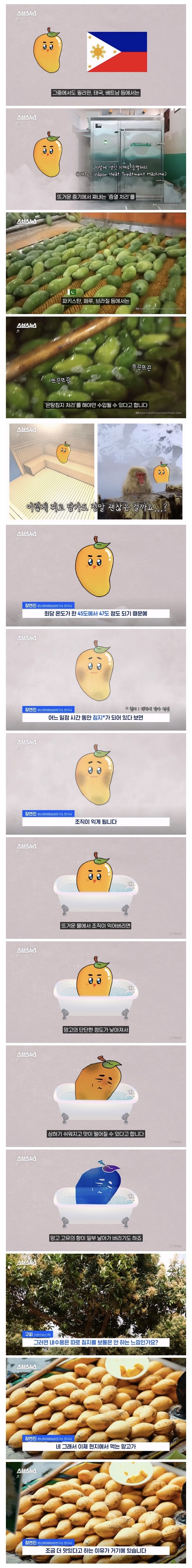 동남아에서 먹는 망고가 한국보다 맛있는 이유 | 인스티즈
