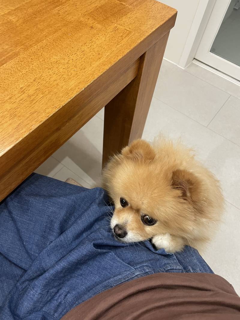 [잡담] 우리집 막냉이… 복숭아 먹고 싶어해 | 인스티즈