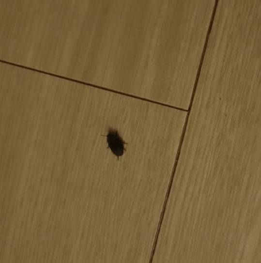 [잡담] 이거 무슨 벌레야? ㅎㅇㅈㅇ | 인스티즈