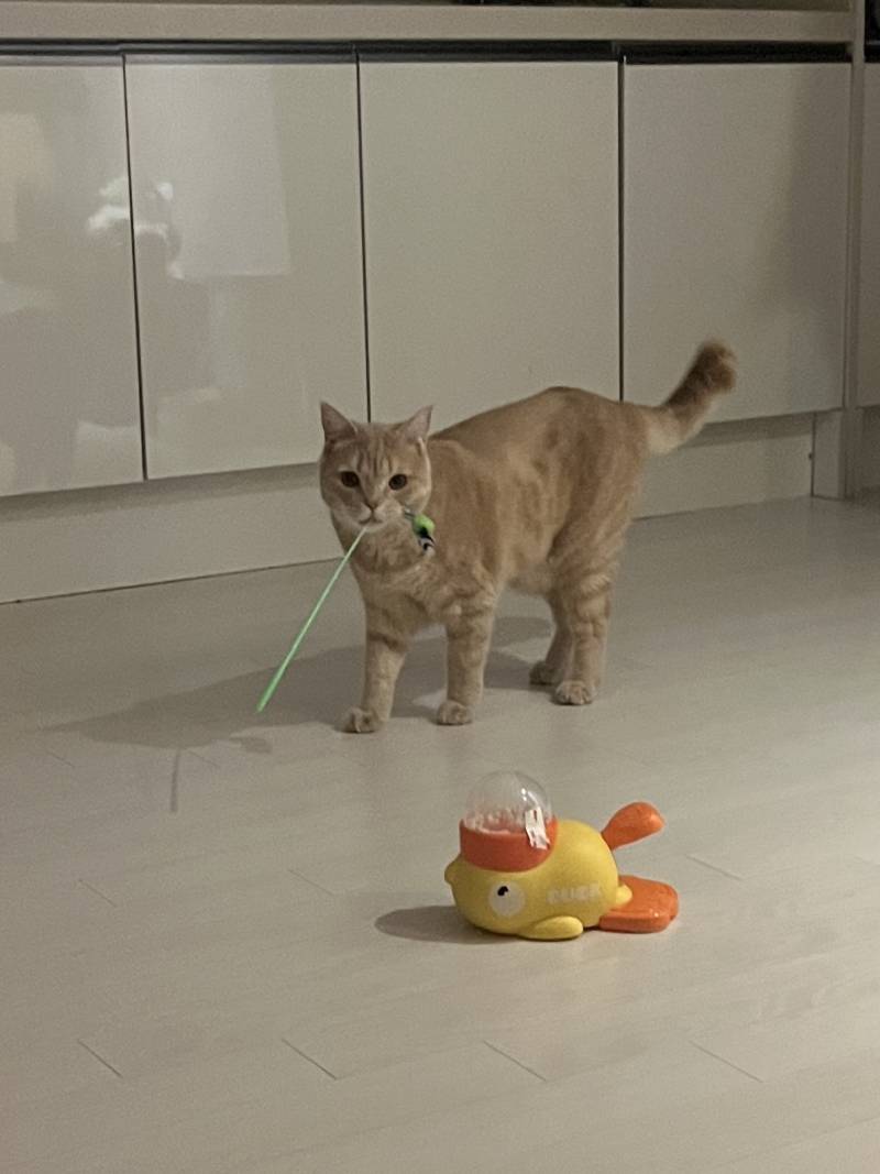[잡담] 장난감 도둑 잡음 | 인스티즈