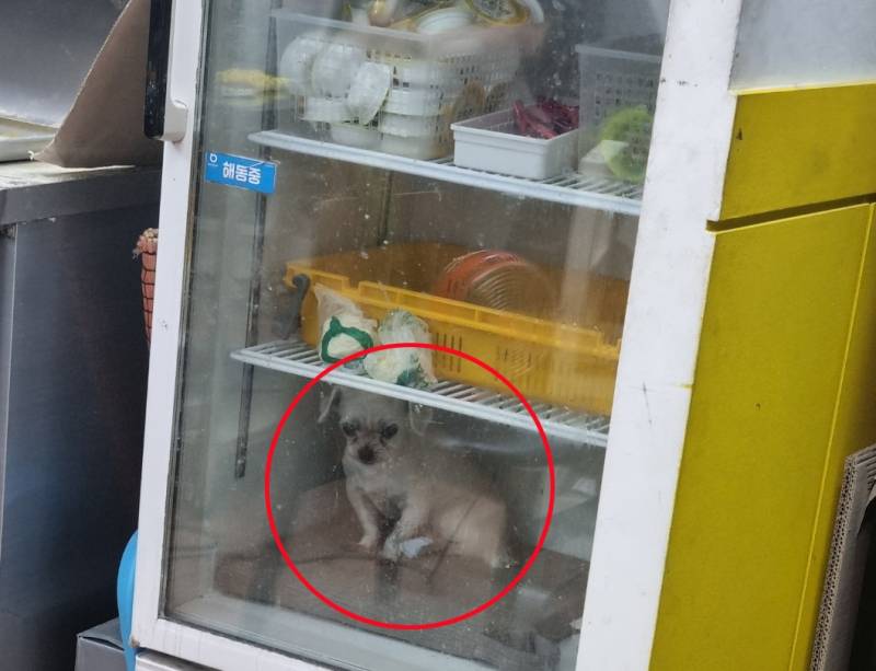 가게 냉장고 안에 반려견…주인 "폭염속 급성 심장병 악화 걱정" | 인스티즈
