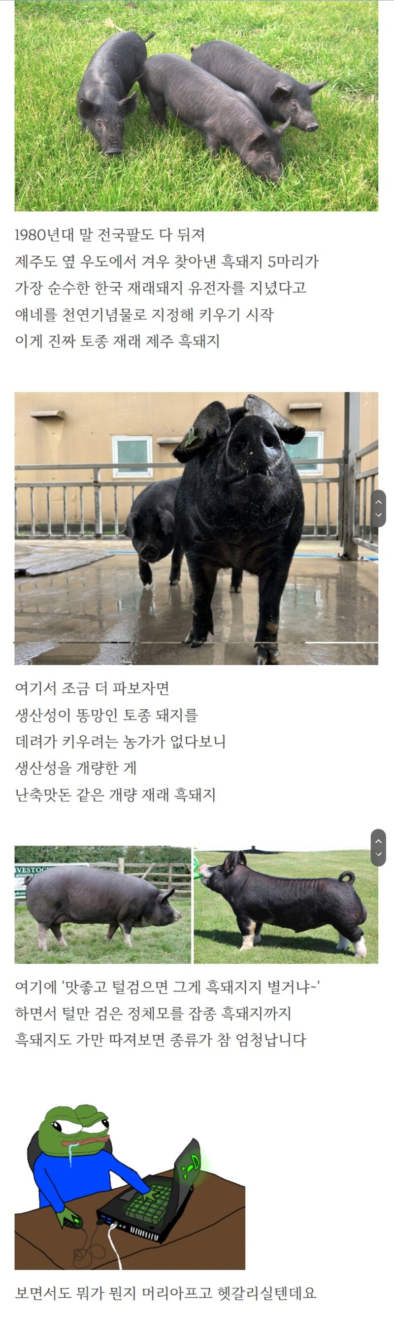 전세계 유일한 토종 흑돼지 집 | 인스티즈