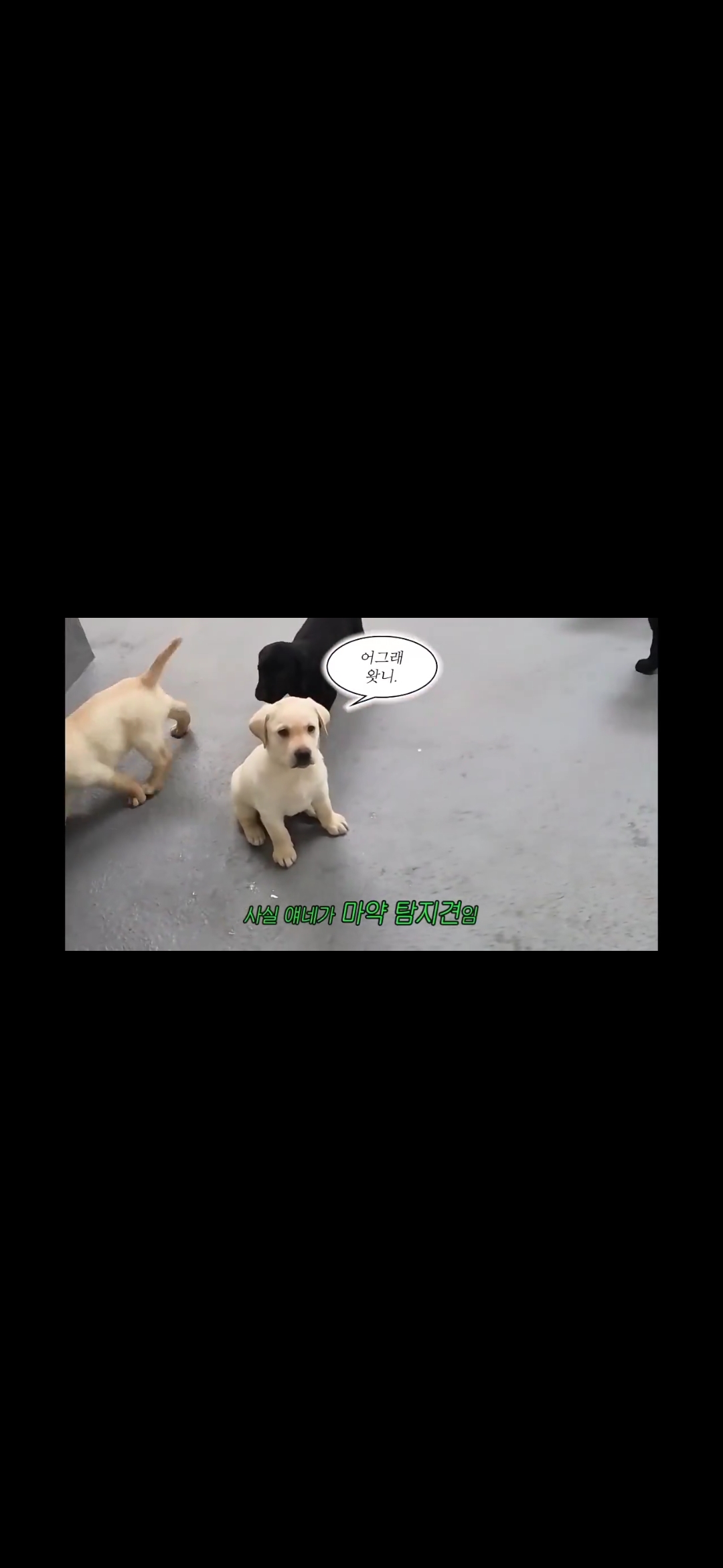 [잡담] 개들 원래 이렇게 빨리 커??? | 인스티즈