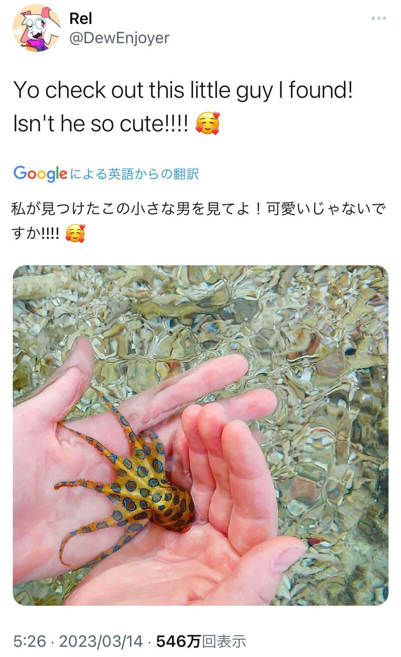 바다에서 귀여운 생물을 발견한 한 트위터 유저.jpg | 인스티즈