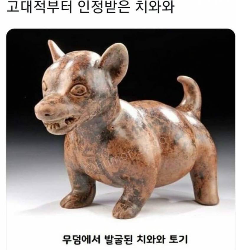 수리기사님이 강아지 짖는소리 듣고 "아 저 강아지 좋아하는데" 이러시길래 | 인스티즈