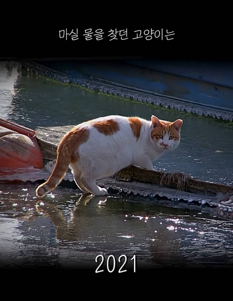꽁꽁 얼어붙은 한강위 걸어다니는 고양이 근황 | 인스티즈