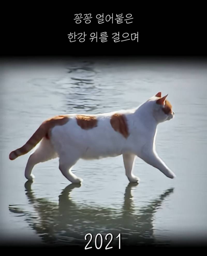 꽁꽁 얼어붙은 한강위 걸어다니는 고양이 근황 | 인스티즈