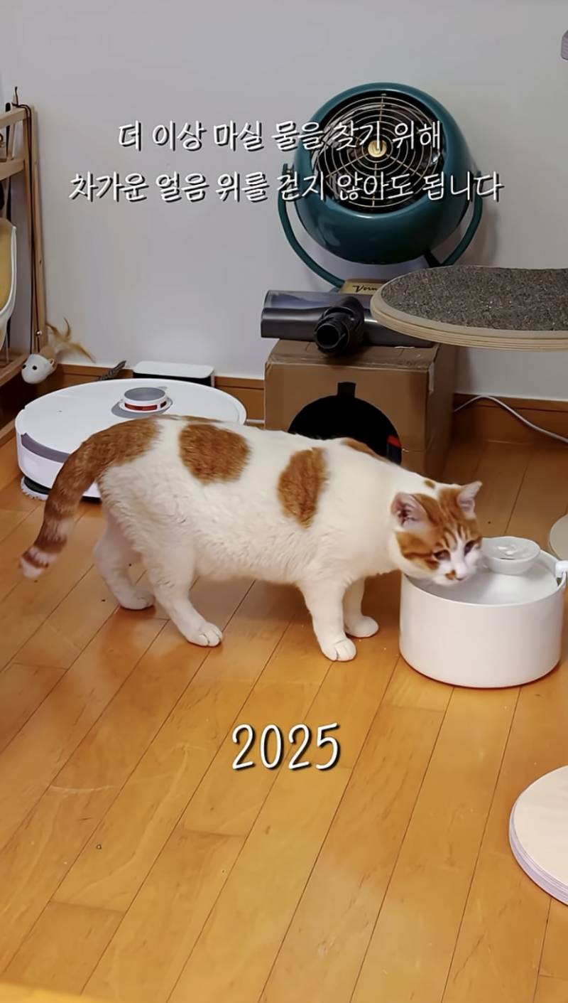 꽁꽁 얼어붙은 한강위 걸어다니는 고양이 근황 | 인스티즈