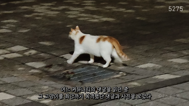 꽁꽁 얼어붙은 한강 위를 걸어다니던 고양이 근황 | 인스티즈