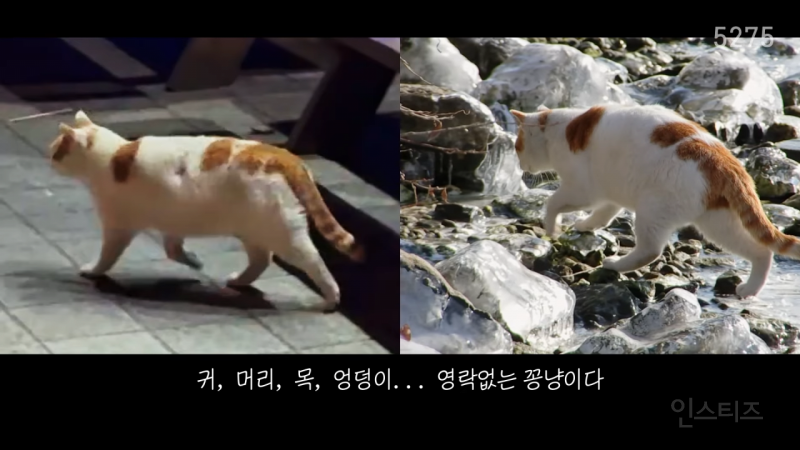 꽁꽁 얼어붙은 한강 위를 걸어다니던 고양이 근황 | 인스티즈