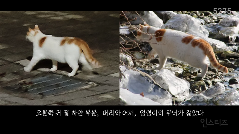 꽁꽁 얼어붙은 한강 위를 걸어다니던 고양이 근황 | 인스티즈