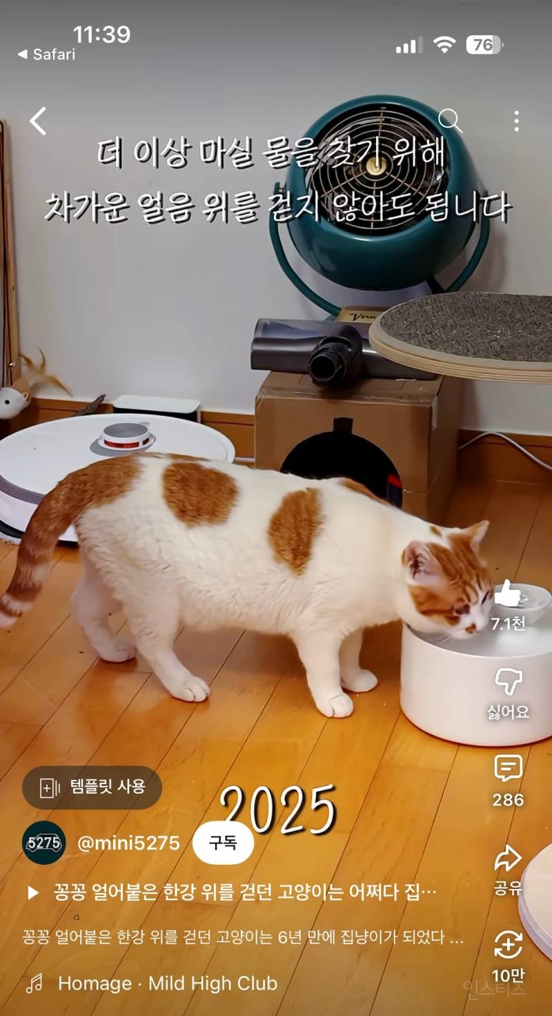 꽁꽁 얼어붙은 한강 위를 걸어다니던 고양이 근황 | 인스티즈