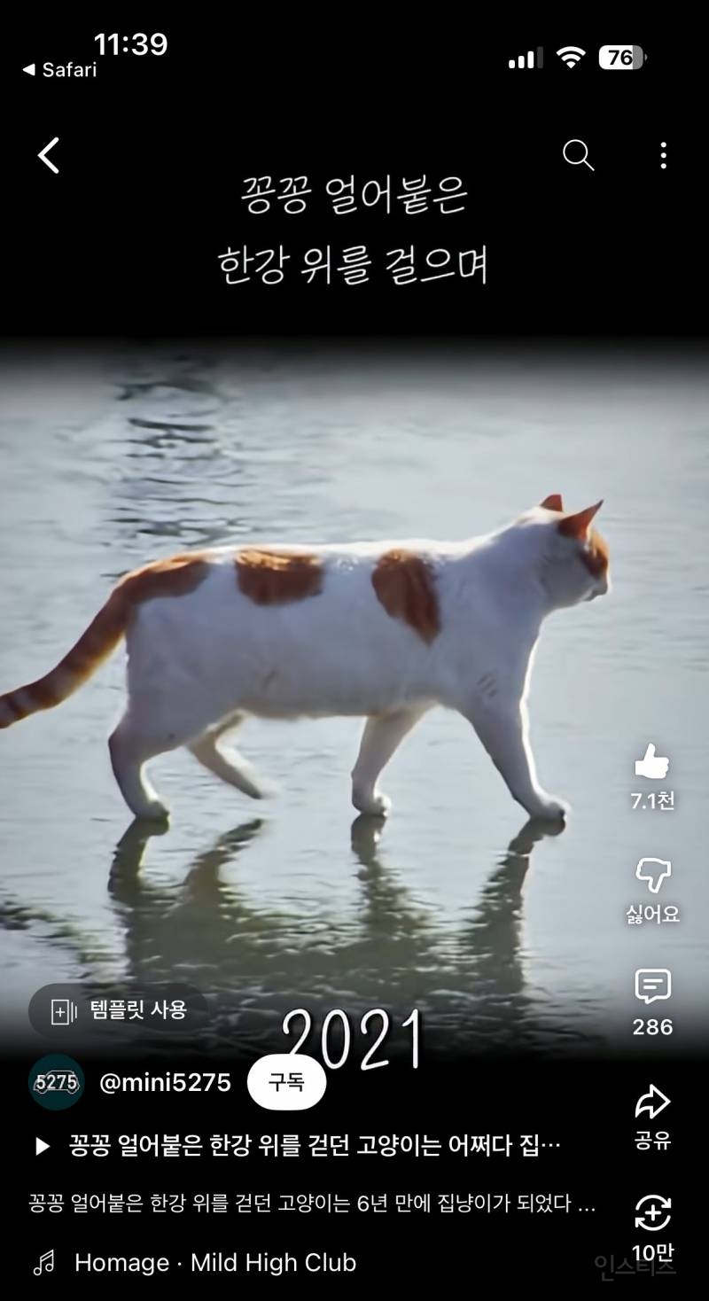 꽁꽁 얼어붙은 한강 위를 걸어다니던 고양이 근황 | 인스티즈