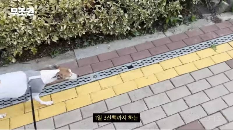 가끔 1일 3산책도 한다는 반려인 .jpg | 인스티즈