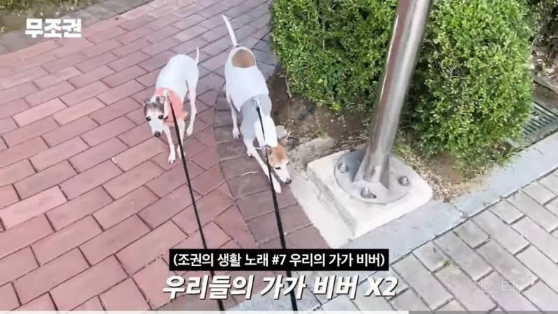 가끔 1일 3산책도 한다는 반려인 .jpg | 인스티즈