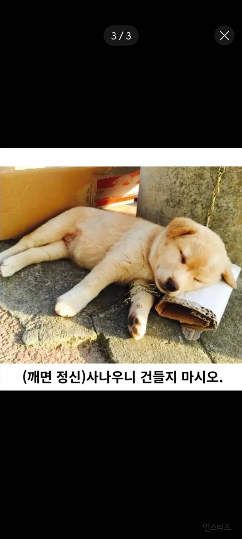 사나워서 건들면 안 되는 강아지.jpg | 인스티즈