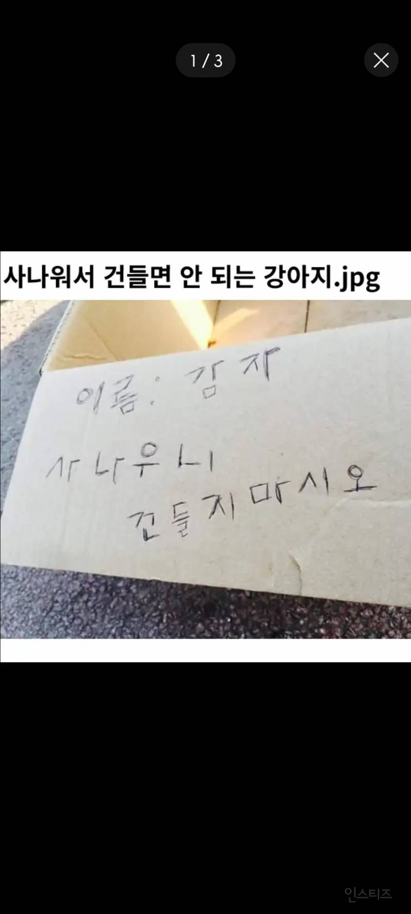 사나워서 건들면 안 되는 강아지.jpg | 인스티즈