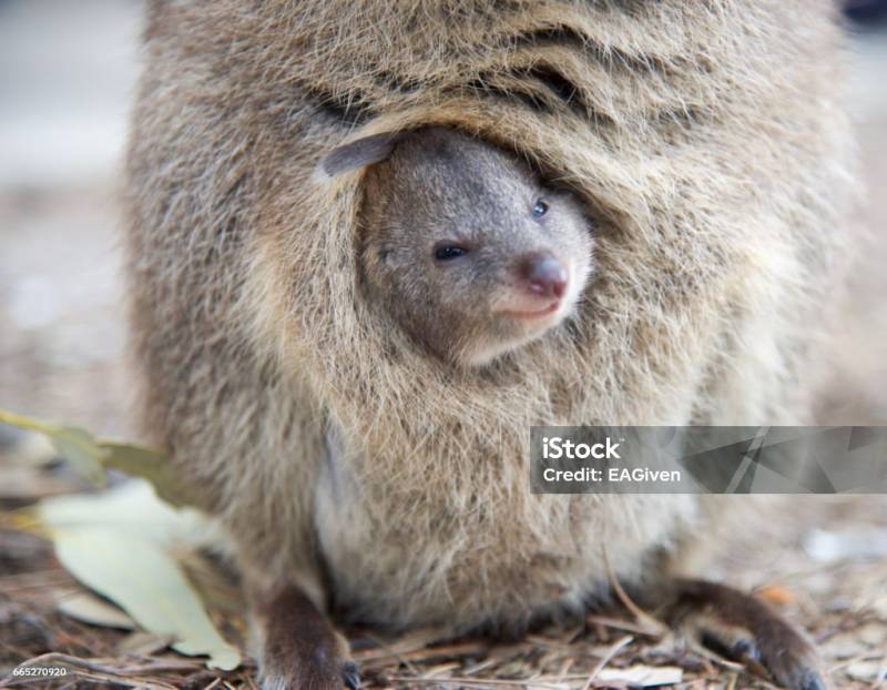 [잡담] 공이 리터럴리 귀여운 사랑둥이 아기쿼카임 | 인스티즈