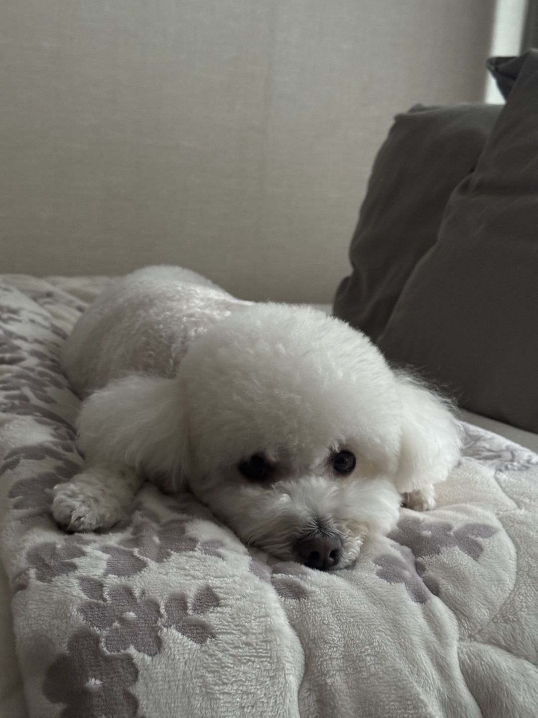 [잡담] 은석 버블 좋은점 | 인스티즈