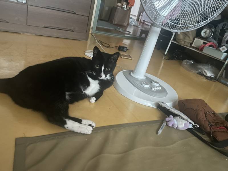 고양이) [잡담] 고양이 독방 생김+세계고양이의날 기념…! | 인스티즈