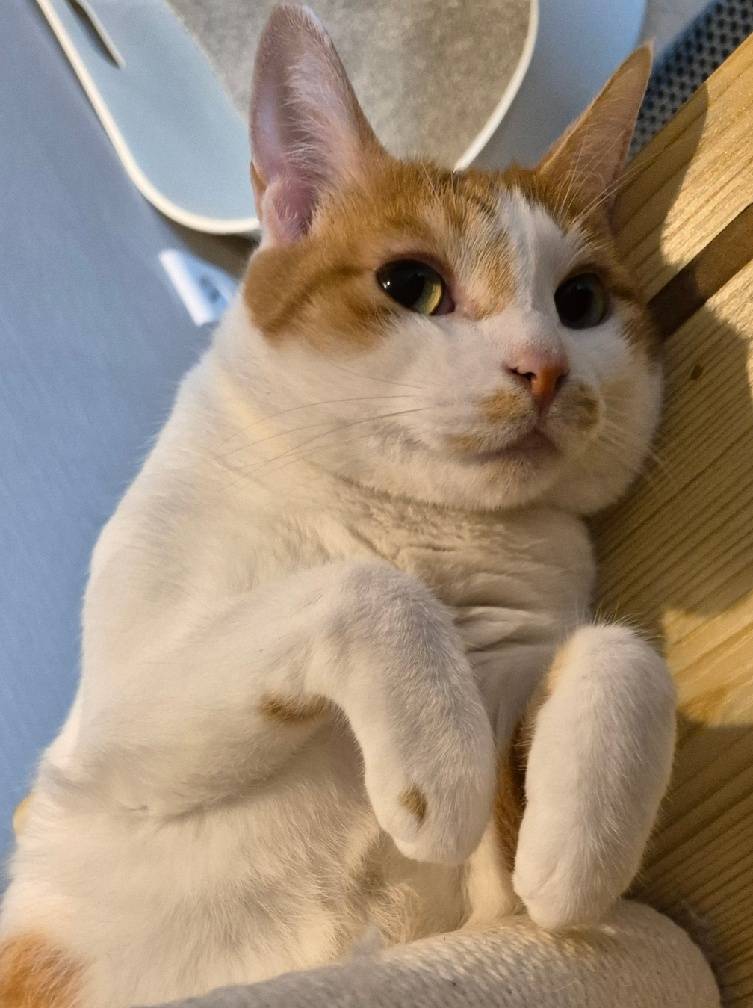 고양이) [잡담] 우리집 고냥이 자랑 겸 모든 고양이들이 아프지말고 건강하길 | 인스티즈