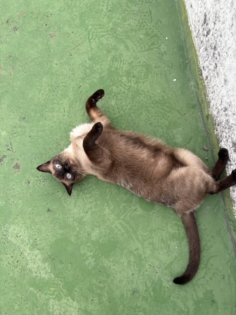 고양이) [잡담] 옆집 개냥이 샴고양이래! 🐈🤍 | 인스티즈