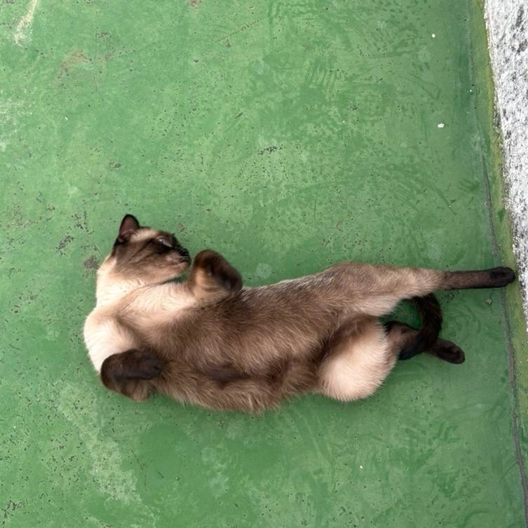 고양이) [잡담] 옆집 개냥이 샴고양이래! 🐈🤍 | 인스티즈