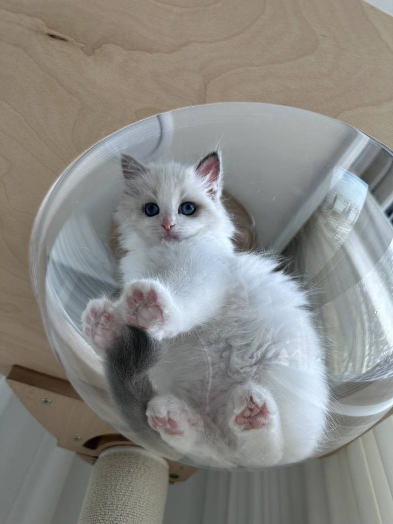 고양이) [잡담] 우리 아기 하꾸 보고가세용🐱 | 인스티즈