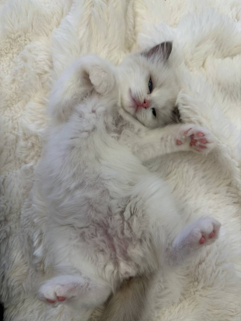 고양이) [잡담] 우리 아기 하꾸 보고가세용🐱 | 인스티즈