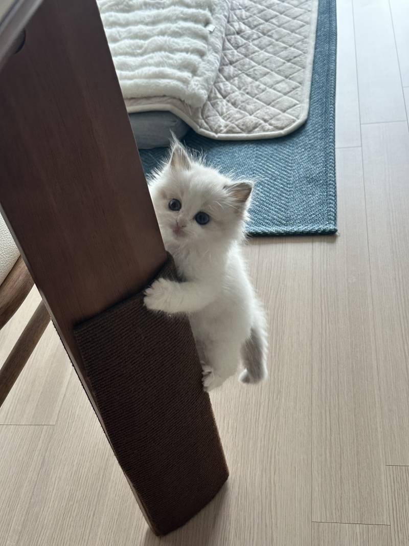 고양이) [잡담] 우리 아기 하꾸 보고가세용🐱 | 인스티즈