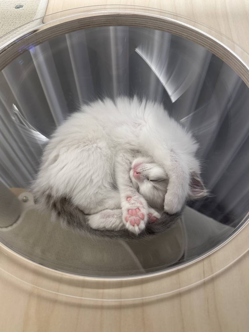 고양이) [잡담] 우리 아기 하꾸 보고가세용🐱 | 인스티즈