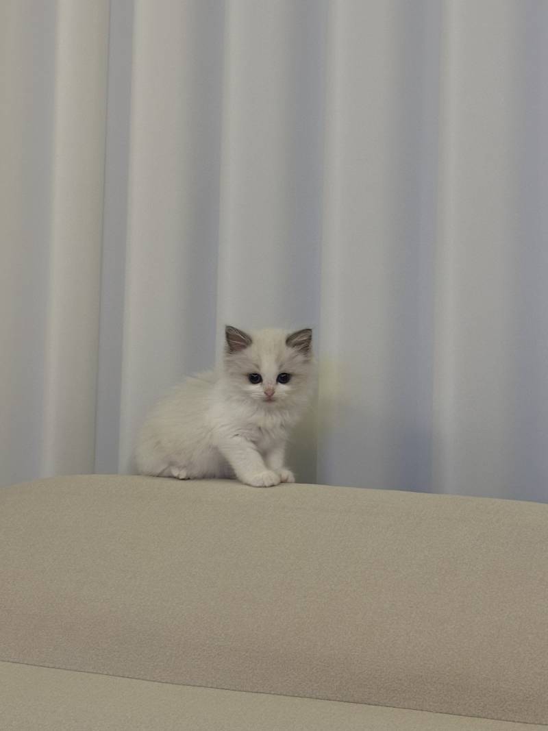 고양이) [잡담] 우리 아기 하꾸 보고가세용🐱 | 인스티즈