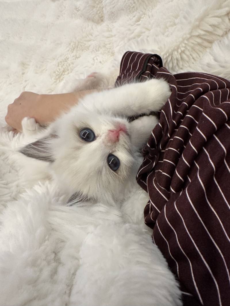 고양이) [잡담] 우리 아기 하꾸 보고가세용🐱 | 인스티즈
