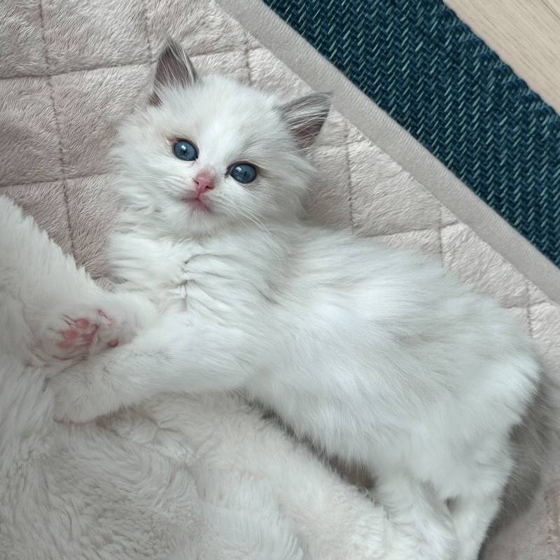 고양이) [잡담] 우리 아기 하꾸 보고가세용🐱 | 인스티즈