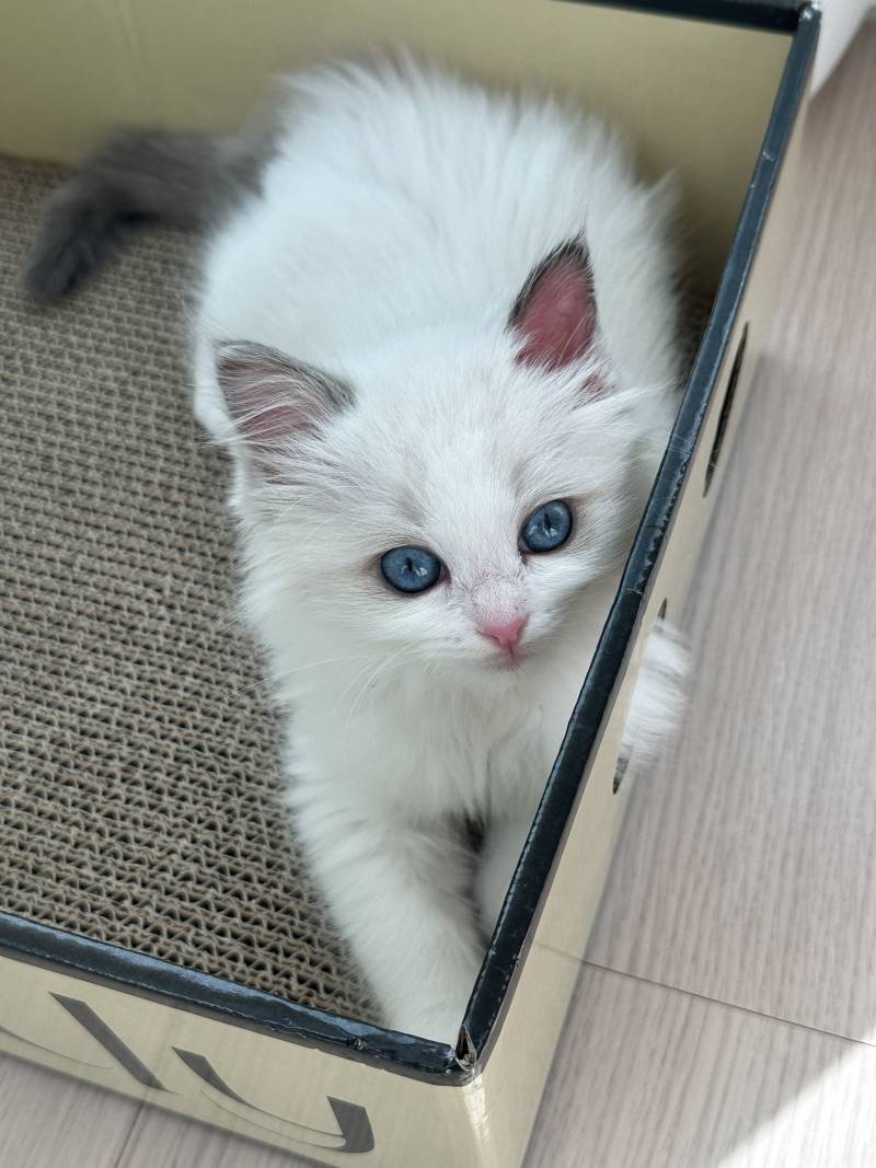 고양이) [잡담] 우리 아기 하꾸 보고가세용🐱 | 인스티즈