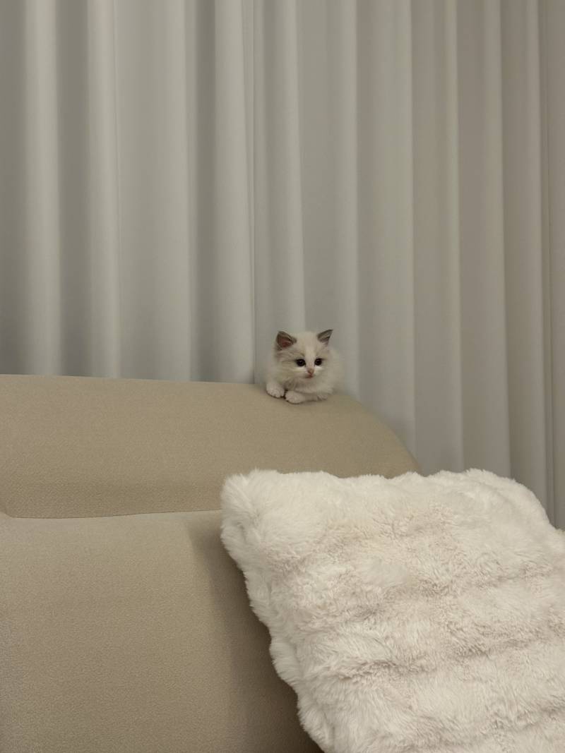 고양이) [잡담] 우리 아기 하꾸 보고가세용🐱 | 인스티즈