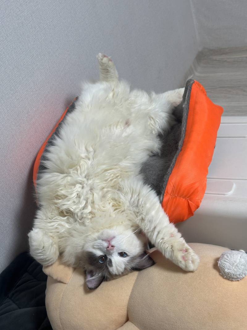 고양이) [잡담] 늘어진 털뭉치 보고 가세요~ | 인스티즈