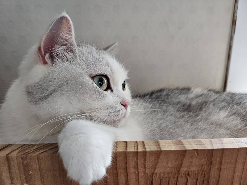 고양이) [잡담] 다들 우리 집 주인을 봐줘 | 인스티즈