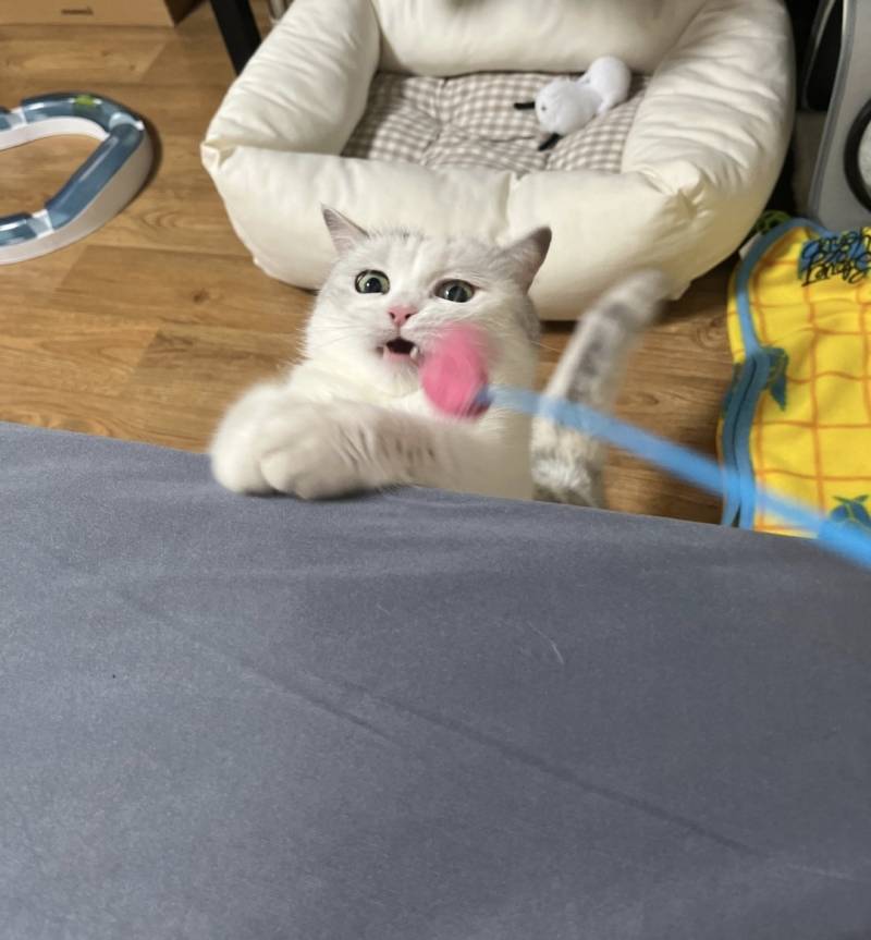 고양이) [잡담] 다들 우리 집 주인을 봐줘 | 인스티즈