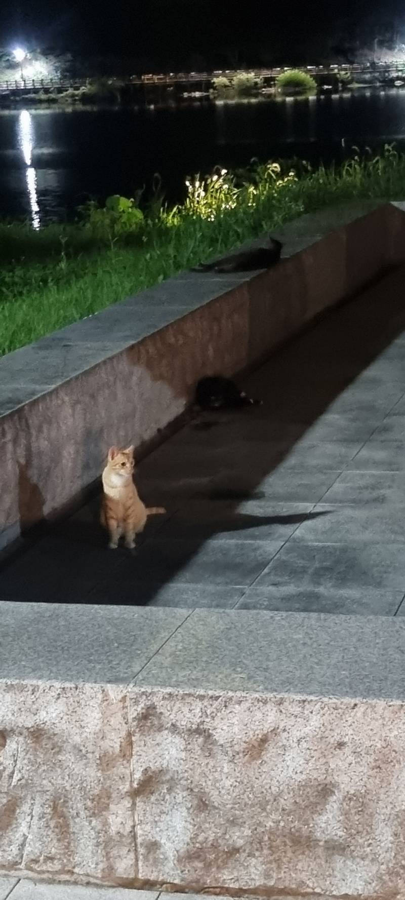 고양이) [잡담] 길가다가 만난 냥이들 | 인스티즈