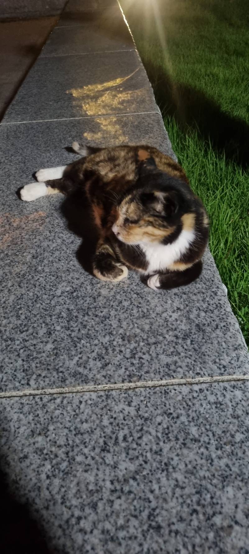 고양이) [잡담] 길가다가 만난 냥이들 | 인스티즈
