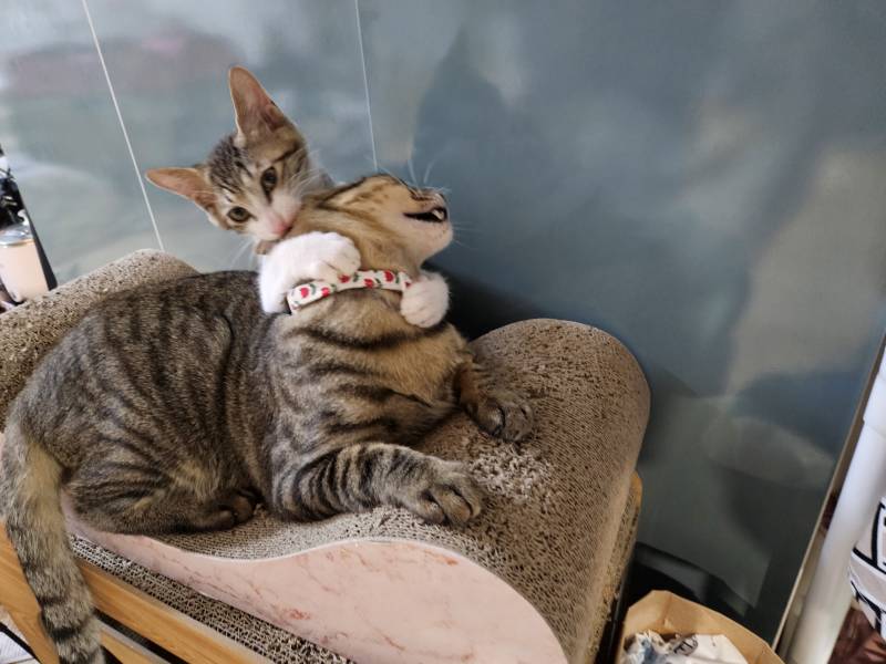 고양이) [잡담] 우리집 삼냥이를 소개한다냥😼 | 인스티즈
